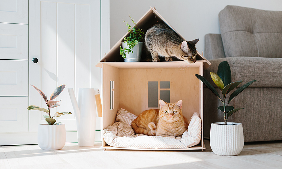 Cat House